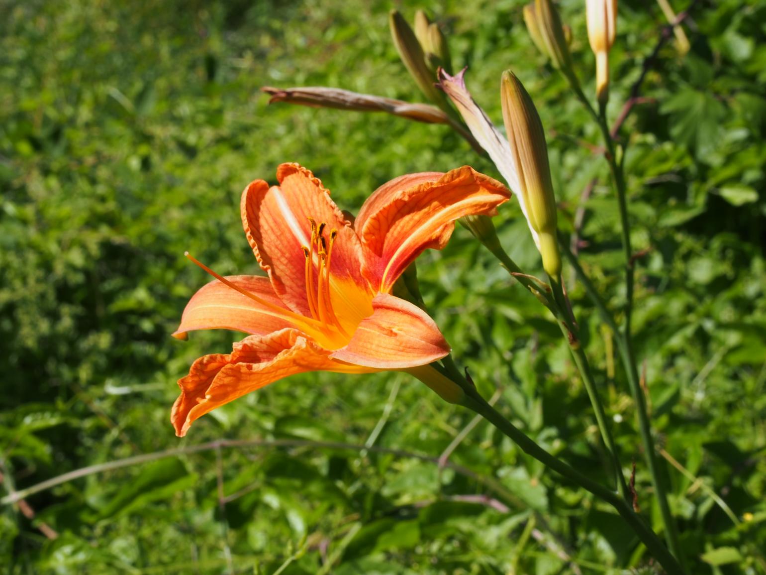 Day-lily, Orange